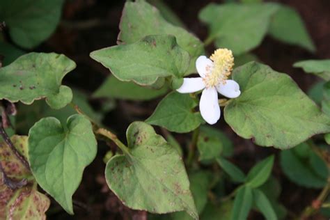 ตรีผลามีสรรพคุณ ช่วยขับสารพิษ ล้างพิษในร่างกาย ระบบน้ำเหลือง ล้างน้ำเหลืองเสีย ชำระเมือกในลำไส้. สมุนไพรน่ารู้ อภัยภูเบศร : พลูคาว/คาวตอง สมุนไพรเสริม ...