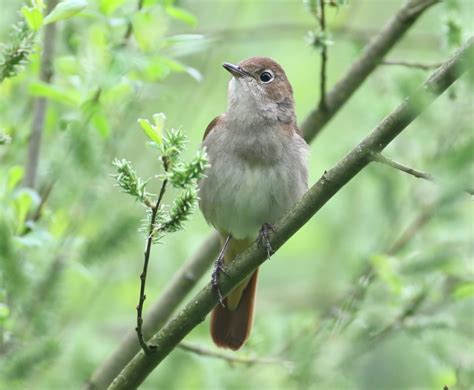 Common Nightingale By Lee Fuller Birdguides