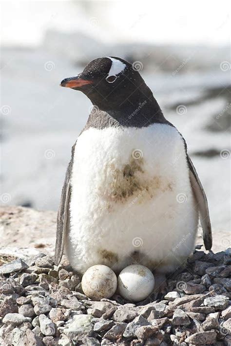 Female Gentoo Penguins On Nest With Two Eggs Stock Image Image Of