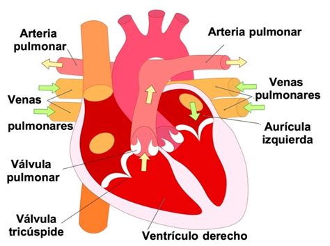 El Sistema Circulatorio Mayor Dinami