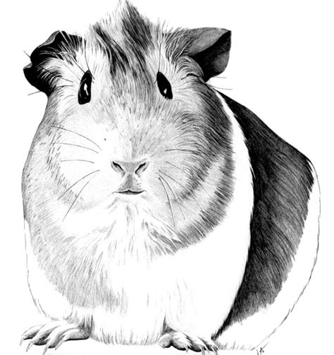 Want to make some money? Guinea pig sketch | guinea pig | Pinterest