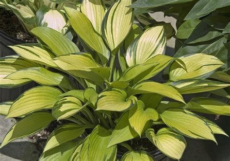 Hosta June Fever Hosta Garden Center Marketing