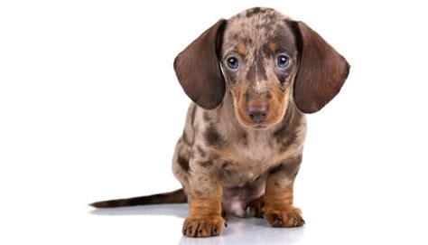 The dapple dachshund is lively, intelligent and courageous. Dapple Dachshund: The Ultimate Dapple Doxie Dog Breed ...