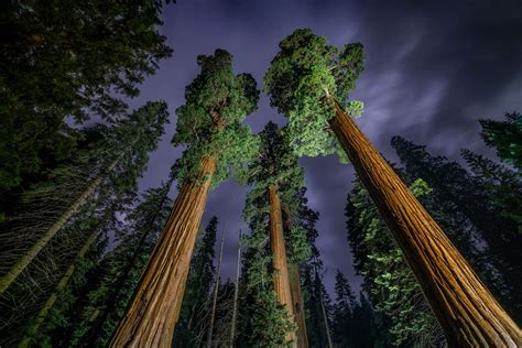 Photos 50 Stunning Photos Of Earth Giant Sequoia Trees Sequoia