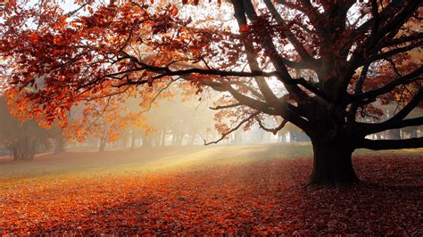 Park In Autumn Tree Red Leaves Morning Fog Wallpaper