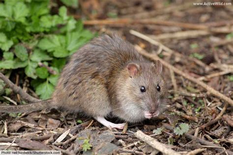 Rodent Facts The Ultimate Guide To Rodents Characteristics And Types