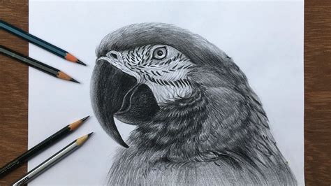 How To Draw A Realistic Macaw In Pencil Bird Drawing Pencil Sketch