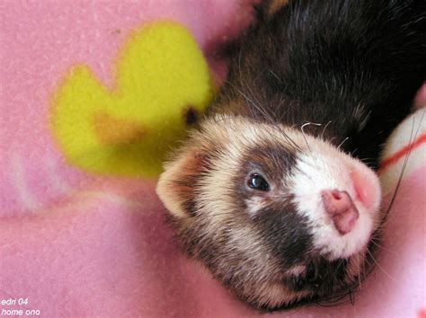 Ferrets Easter Wallpapers Wallpaper Cave