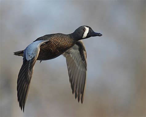 Blue Winged Teal Comes Flying Over Photograph By Mark Wallner