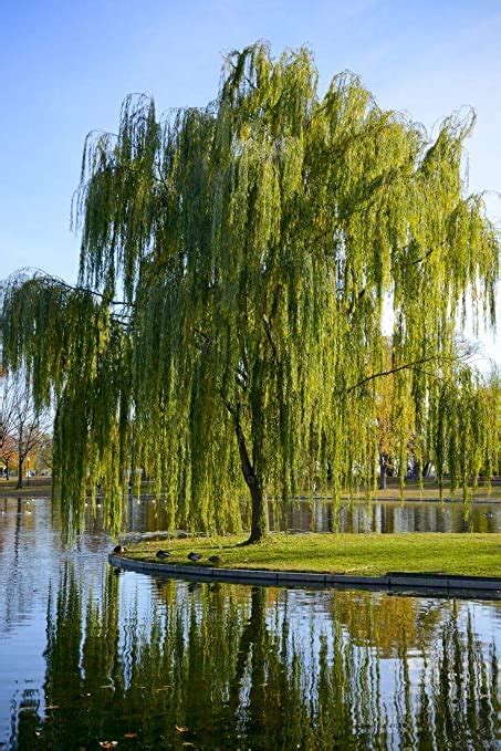 Weeping Willow Nwa Plants Inc