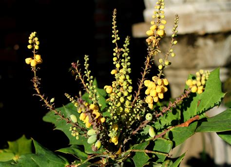 Whats Blooming Mahonia Bealeithe Cummer Museum Of Art And Gardens