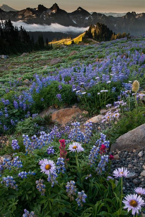 Wildflower Sunrise Mt Adams Wild Flowers Beautiful Landscapes