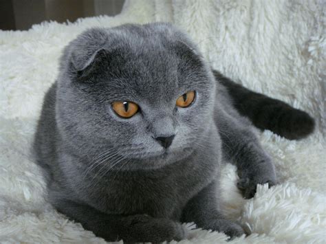 Breeding Your Scottish Fold And Handling A Pregnancy