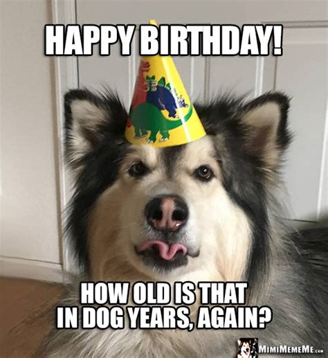 Funny Birthday Wishes With Dog Pictures Petswall