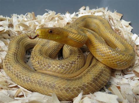 Yellow Rat Snakes