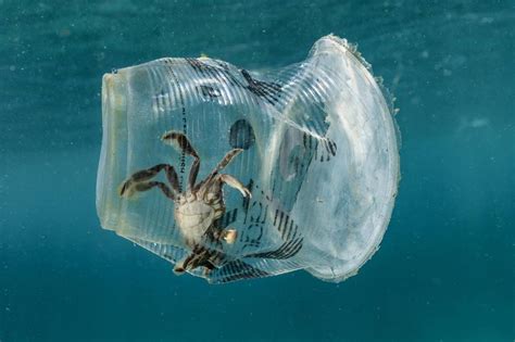 Plastic Invades The Once Pristine Waters Of The