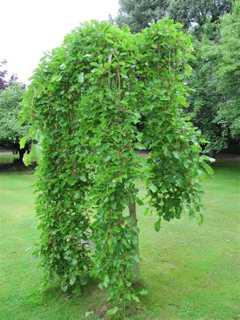 Maybe you would like to learn more about one of these? Weeping mulberry | Flickr - Photo Sharing!