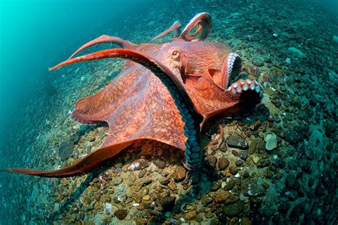 Do Giant Pacific Octopus Attack Humans American Oceans