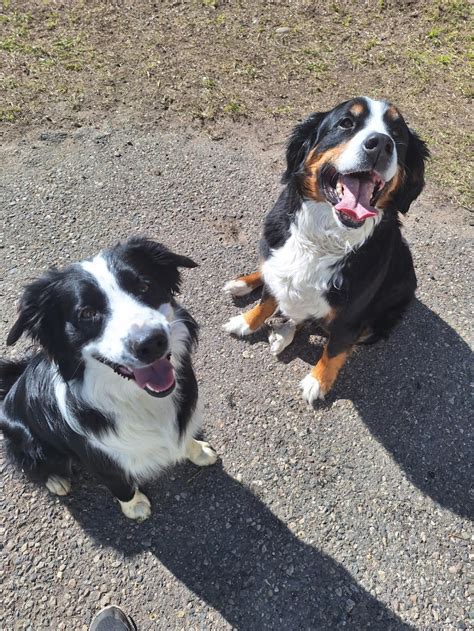 Dog Dayz Bozeman | Paw Partner