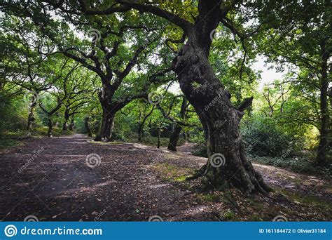 Epping Forest In London Uk Stock Photo Image Of Colorful Landscape