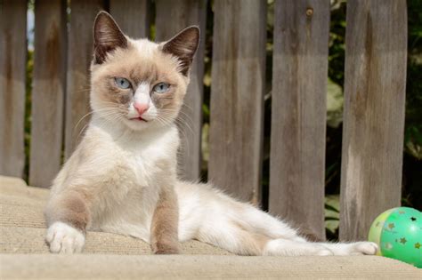 The snowshoe's soft and melodious voice is used to communicate or talk to its people and particularly snowshoe cat breed standards. Check Out the Distinct Personality of the Snowshoe Siamese ...