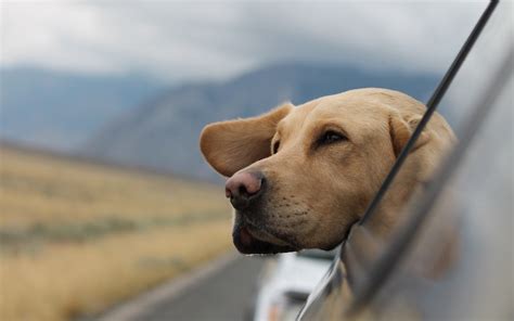 There's more to a road head than you can think of. Driving With Pets in the Car | PassMeFast Blog