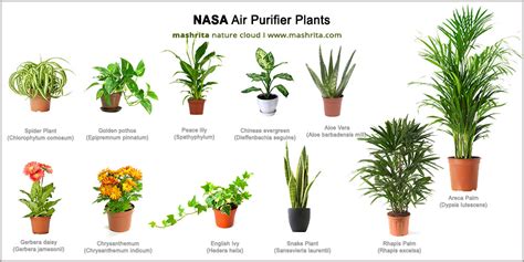 List Of Indoor Plants That Clean The Air Listhadi