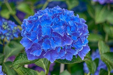 Top 10 Most Beautiful Blue Flowers In The World