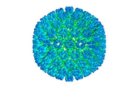 Virus De La Enfermedad Del Beso Principal Causa De Esclerosis