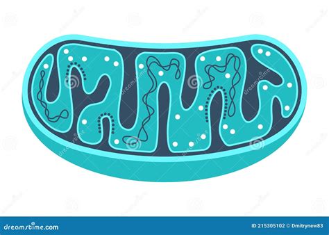 Mitochondria Slice With Ctructure And Components Stock Vector