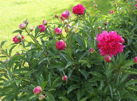 Pink Peonies Free Stock Photo Public Domain Pictures