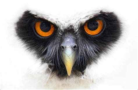 48 Owl Desktop Wallpaper Windows 8 Wallpapersafari