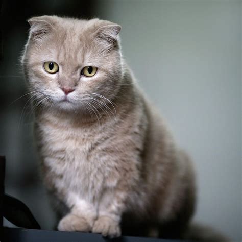 Nama Kucing British Shorthair Josephtaroholland