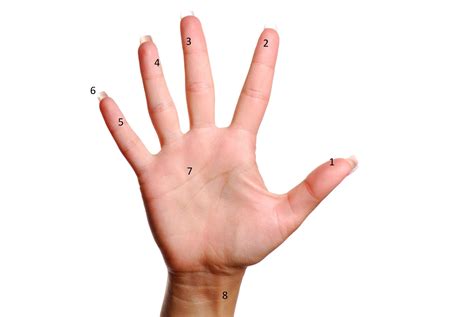 nama jari dalam bahasa inggris - Ryan Springer