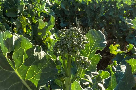 What Is The Difference Between Broccoli Rabe And Broccolini