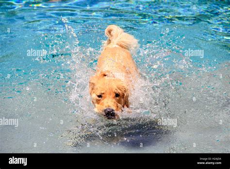 Golden Retriever Puppy Cooling Off In A Swimming Pool Stock Photo Alamy