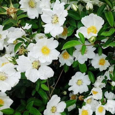100 White Seeds Climbing Roses Seeds Rosebush Rosa Multiflora Changmi