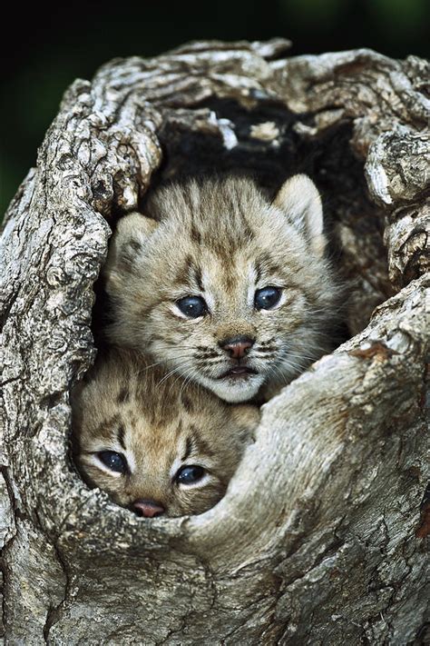 Canada Lynx Kitten Pair Photograph By Konrad Wothe Fine Art America