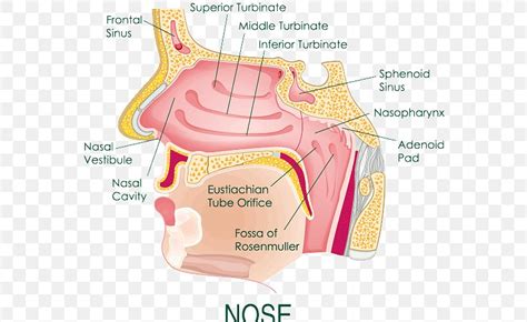 • each nasal cavity consists of three general regions. 25 Diagram Of Nasal Cavity - Wiring Database 2020