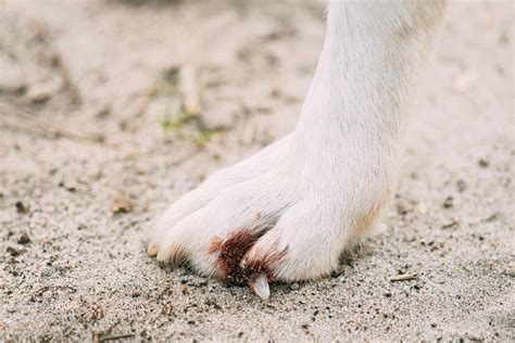 Dog Toenail Fungal Infection Nail Ftempo