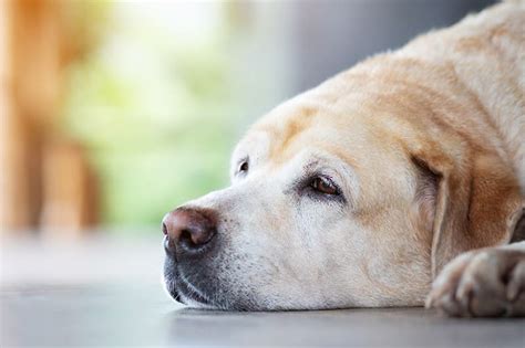 Spotting The Signs Of Acute Kidney Failure In Your Somerset County Dog