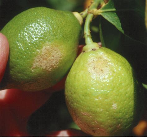 Thrips In Citrus Agriculture And Food