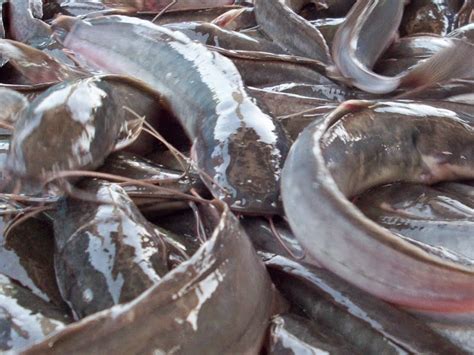 Sketsa ikan merupakan salah satu jenis sketsa yang paling digemari dan sering dibuat oleh para pecinta gambar dan lukisan. Manfaat dan Kandungan Gizi Ikan Lele - Abon Ikan Pak Gondo