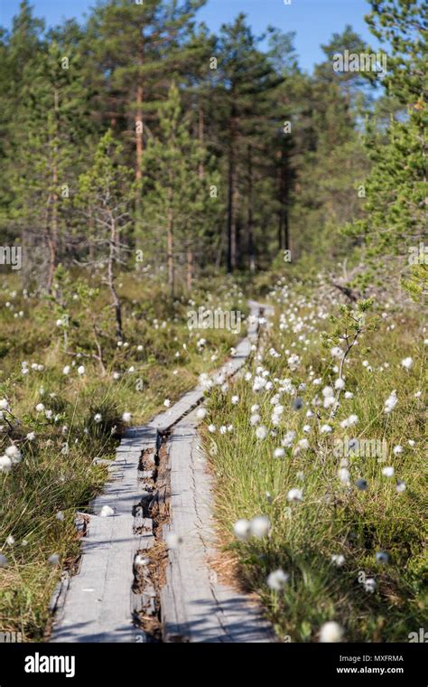 Cottongrass Pine Trees And Duckboards In A Forest And Marshland At The