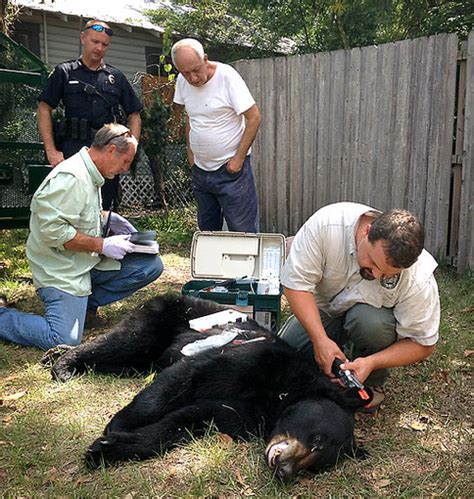 Florida Bear Hunt Likely To Happen This Fall Orlando Sentinel
