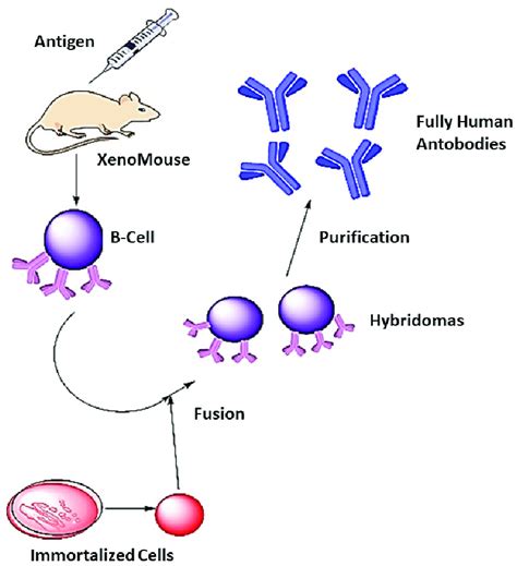 Human Antibodies Synthesis A Xenomouse Transgenic Mouse Capable Of