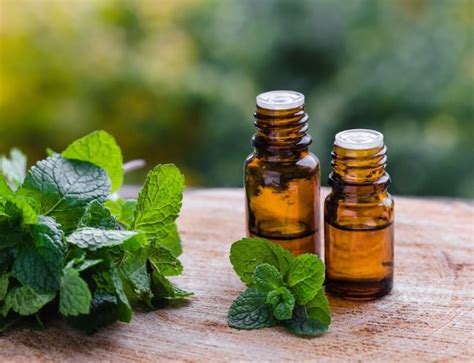Peppermint Oil Suyash Ayurveda