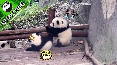 Pandas Born To Make The World Smile Ipanda Youtube