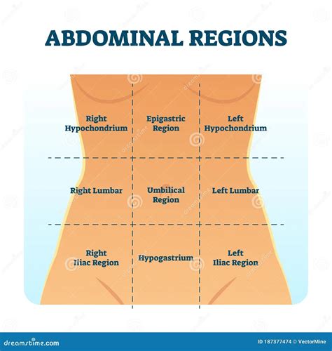 Abdominal Quadrants Labeled Anatomy Of The Abdominal Muscles Rectus