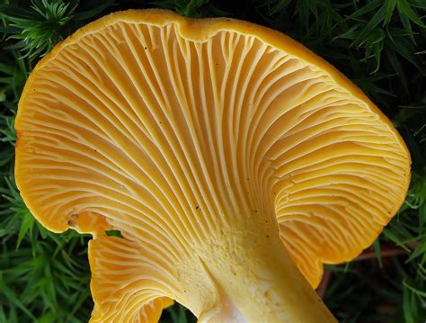 Chanterelle Mushroom Natures Restaurant A Complete Wild Food Guide